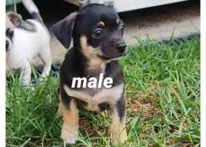 Purebred chihuahua puppys ready now 