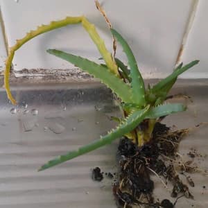 Small candelabra aloe plant, with roots