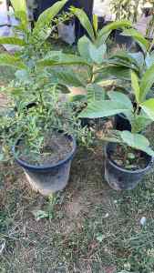 Loquat and Pomegranate plant