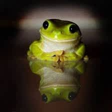 Wanted. Northern Green Tree Frog / Frogs. Let me know how much $
