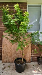 Very big and bushy Japanese maple tree in 40cm pot