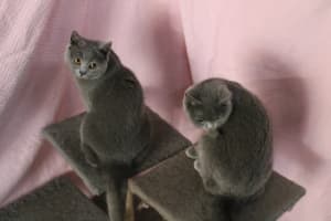 Britsh Shorthair Cats