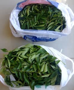 Curry Leaves-Fresh