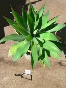 AGAVE Attenuata, Foxtail - from $5