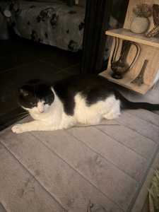 Looking for a new home for Oreo 3 yr old home cat 