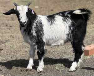 Australian Miniature Goat Wethers