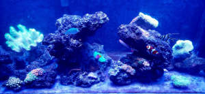 Saltwater Fish and Corals