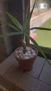 small yukka in terracotta pot