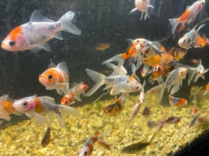 5cm Shubunkin Goldfish fish for sale