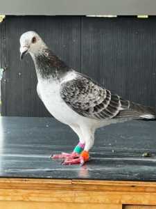 Tiger Grizzle Racing pigeons for sale