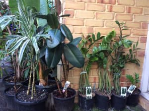 Indoor plants for sale