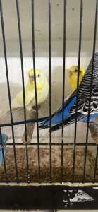 Young Baby Budgies wanted 50 at a time