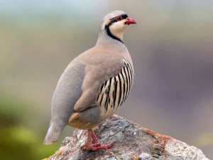 Chukkar Partridge Birds,Quail 