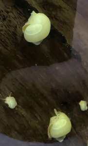 Ivory Mystery Snails