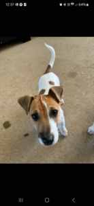 Jack russell 1 male puppy left