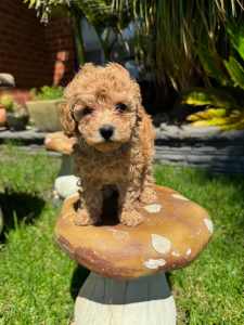 Toy Cavoodle Puppies F1b - Toilet Trained, Low Allergy & non-shedding