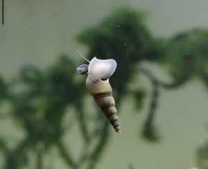 Malaysian trumpet snails for sale