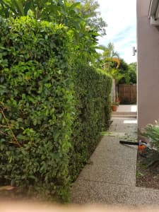 Cheap Tree and Hedge Cuttting