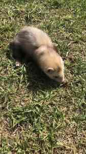 Ferrets for pets or hunter 