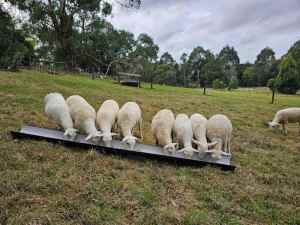 9 Australian White X Wiltipoll Ewe Lambs