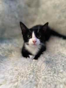 Felix rescue kitten SK6276 vetted - Joining Petstock Baldivis