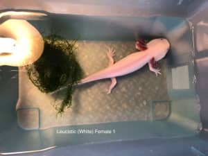 Healthy Pet Axolotls to good homes $30-$50