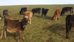 AI Dairy Heifer and Steer Calves