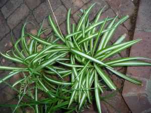 Spider plants advanced variegated, make perfect house plants