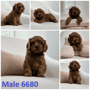 Stunning Male Toy Cavoodle 1st Gen Puppy, Screened Ethical Breeder