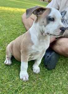 Puppies pure breed American staffys 