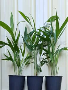 Multi Planted Bamboo Palms Chamaedorea seifrizii Trees ONLY $15 each