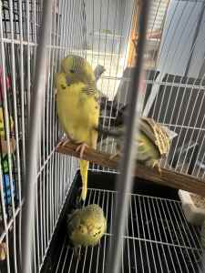 Budgies for sale $10