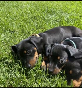 Miniature dashhounds puppies 