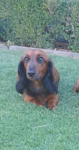 LONG HAIRED MALE DACHSHUND (2600) 