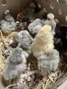 Day old best layer chicks& fertile eggs for sale
