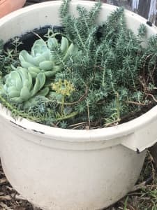 Large succulent pot , 40 cm w. CASH ONLY $25