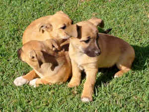 Puppies Labrador x Kelpie for sale $1500 ono