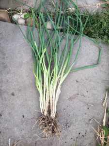 chives 10 plants