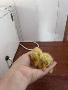 Pekin ducklings due 20/4 day olds unsexed 