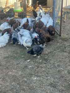 Chickens Wyandottes and brahma pure breed