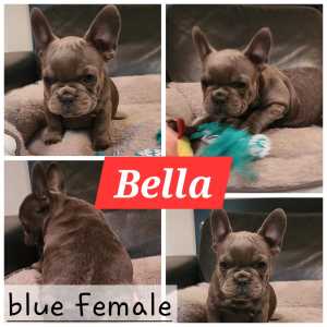 Short and Compact Frenchie or French Bulldog Puppies 