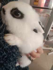Netherland dwarf bunny boy 