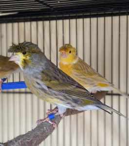 Young sexed canaries 