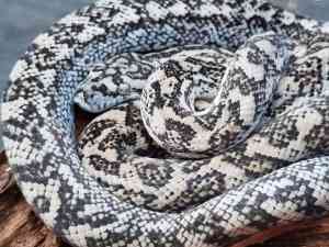 Ghost carpet pythons and more