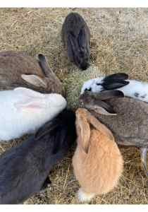 NZ White - British cross - Does and Bucks 3 litters different ages