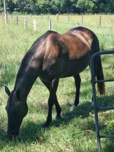 14hh Stockhorse Mare for Sale (Megs)