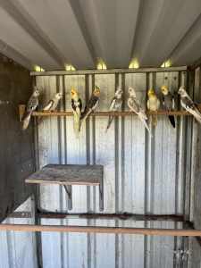 Cockatiels Nest Box’s and Large Feeders