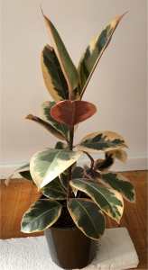 Indoor plants Ficus Elastica
