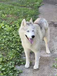 Female Siberian husky needs new home 