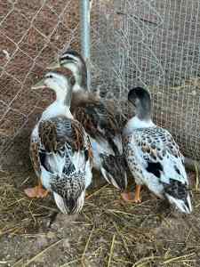 Silver Appleyard drakes for sale